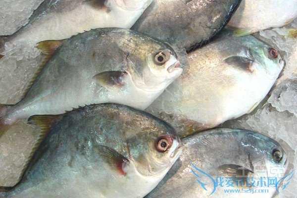 金鲳鱼图片 金鲳鱼图片