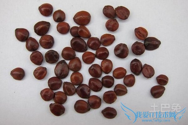 酸枣仁怎么吃 酸枣仁怎么吃