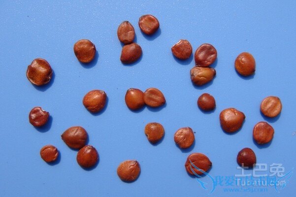 酸枣仁怎么吃 酸枣仁怎么吃