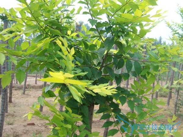 速生白蜡 速生白蜡