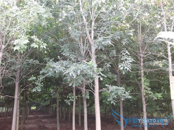 速生白蜡 速生白蜡