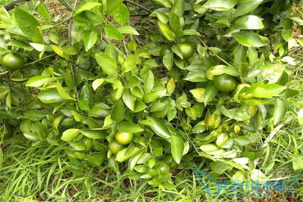 皇帝柑种植技术 皇帝柑种植技术