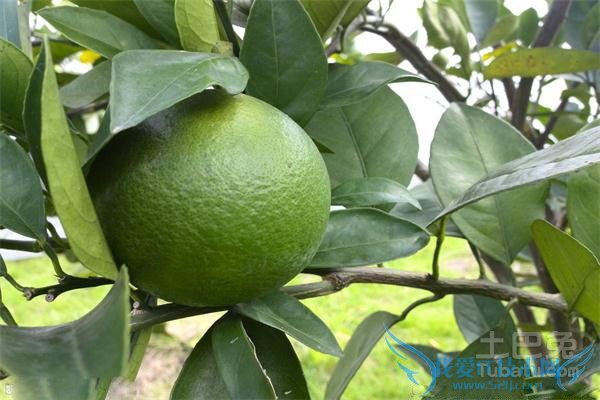 皇帝柑种植技术 皇帝柑种植技术