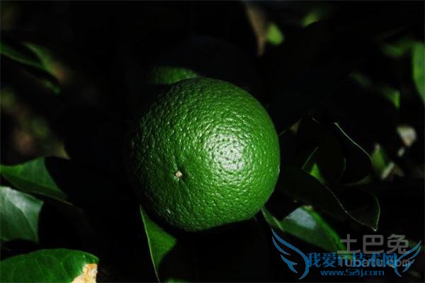 皇帝柑种植技术 皇帝柑种植技术