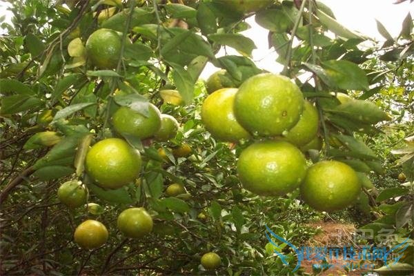 皇帝柑种植技术 皇帝柑种植技术