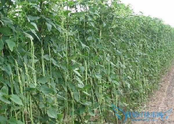 匍匐茎和缠绕茎的区别