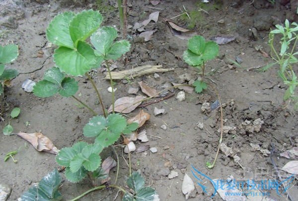 匍匐茎和缠绕茎的区别