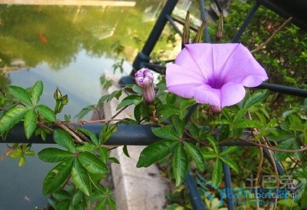 匍匐茎和缠绕茎的区别