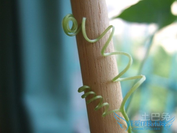 匍匐茎和缠绕茎的区别