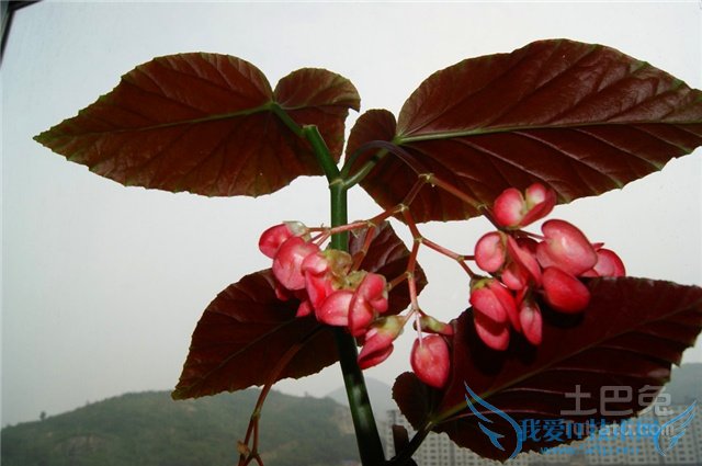 竹节海棠有毒吗