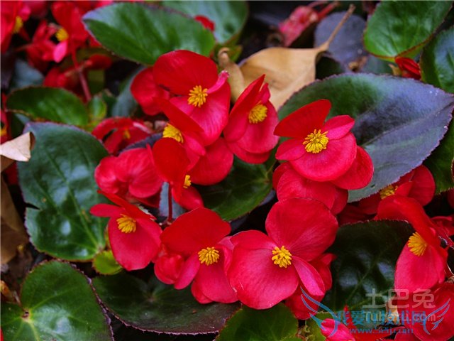 竹节海棠有毒吗