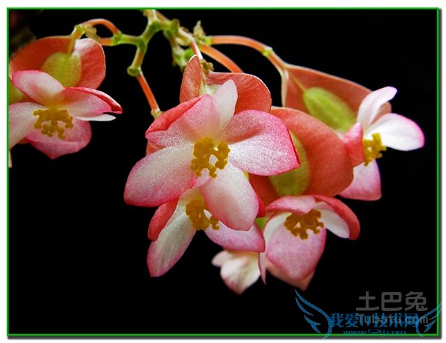 竹节海棠有毒吗