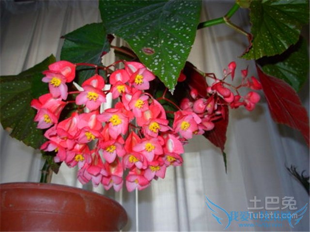 竹节海棠有毒吗