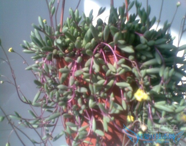 珍珠吊兰开花 珍珠吊兰开花