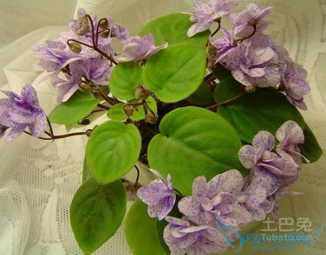 珍珠吊兰开花 珍珠吊兰开花