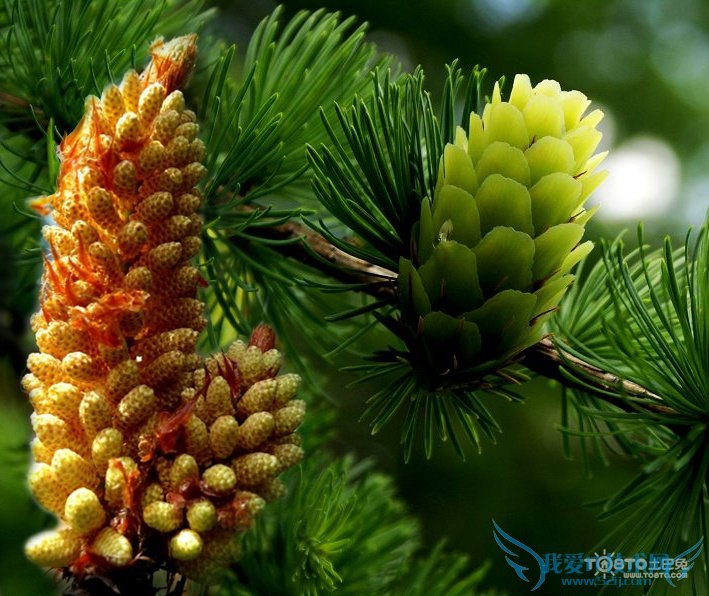 ËÉ»¨·ÛµÄ¸±×÷Óà ËÉ»¨·ÛµÄʹÓÃ˵Ã÷