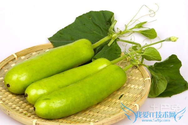 瓠子图片 瓠子图片