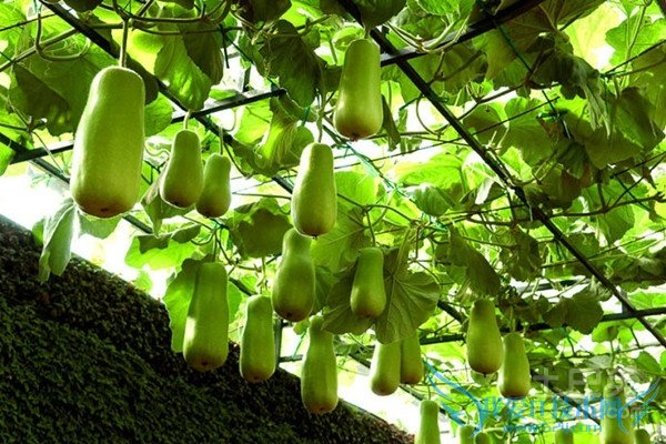 瓠子图片 瓠子图片