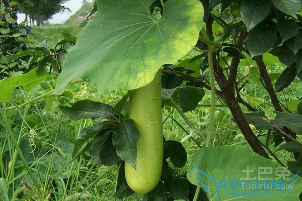 瓠子图片 瓠子图片