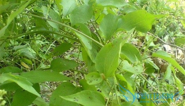 羌活的种植技术