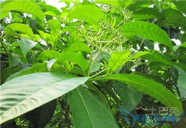 羌活的种植技术