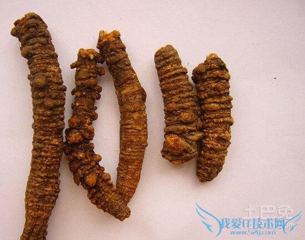 羌活的种植技术