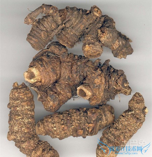 羌活的种植技术