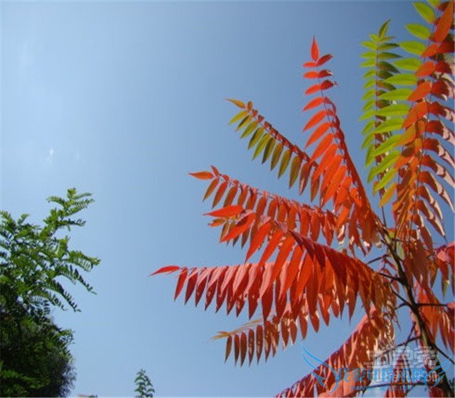火炬树图片
