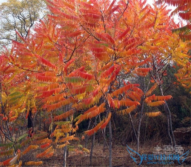 火炬树图片