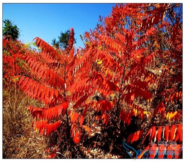 火炬树图片