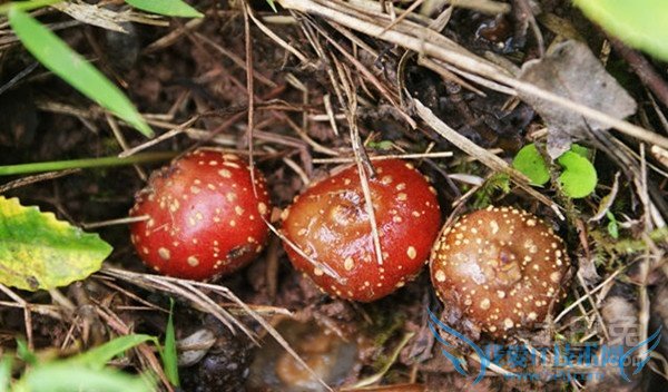 野地瓜的营养价值