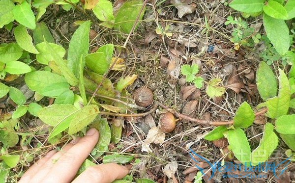 野地瓜的营养价值 野地瓜的营养价值