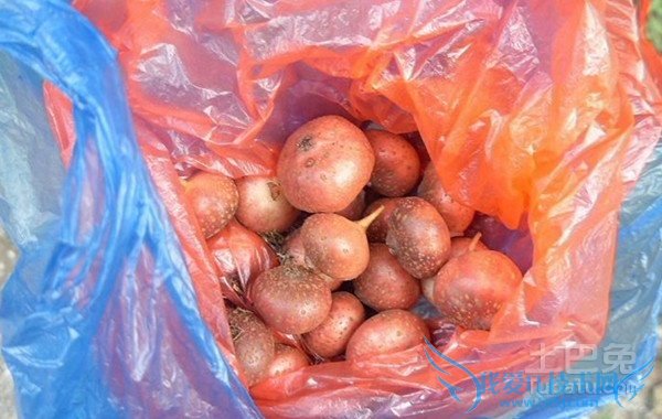 野地瓜的营养价值 野地瓜的营养价值