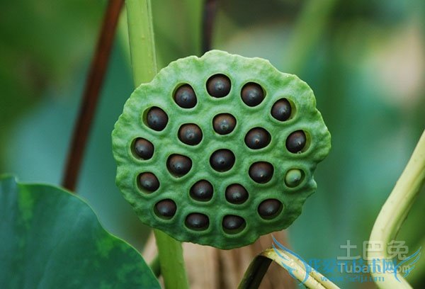 莲蓬图片 莲蓬图片