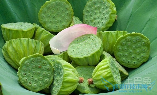 莲蓬图片 莲蓬图片