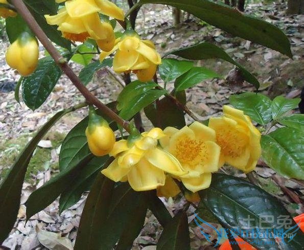 金茶花品种