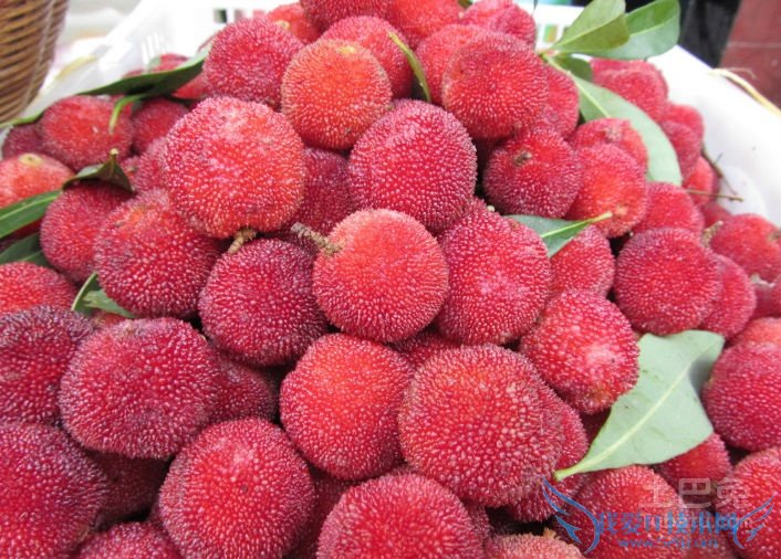 杨梅怎么洗 杨梅怎么洗