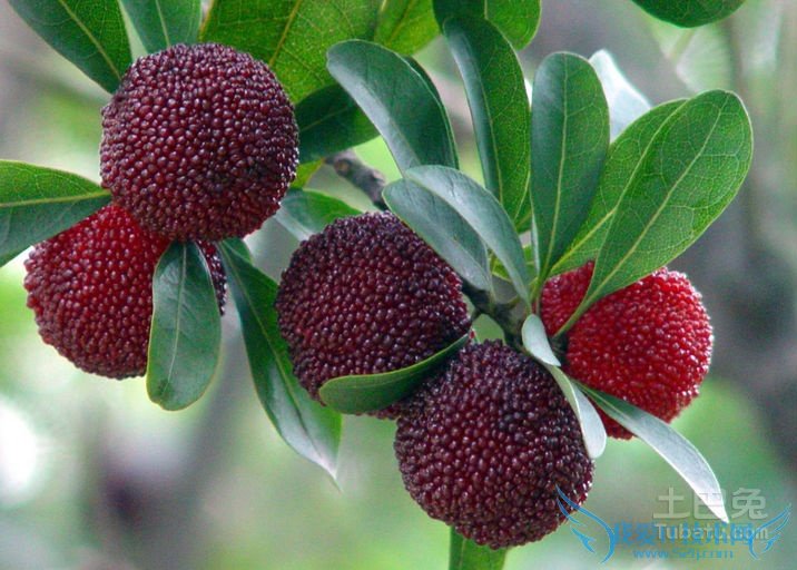 杨梅怎么洗 杨梅怎么洗