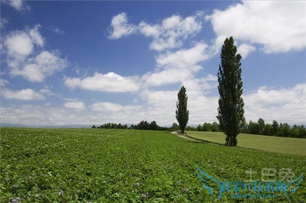 白杨种植 白杨种植