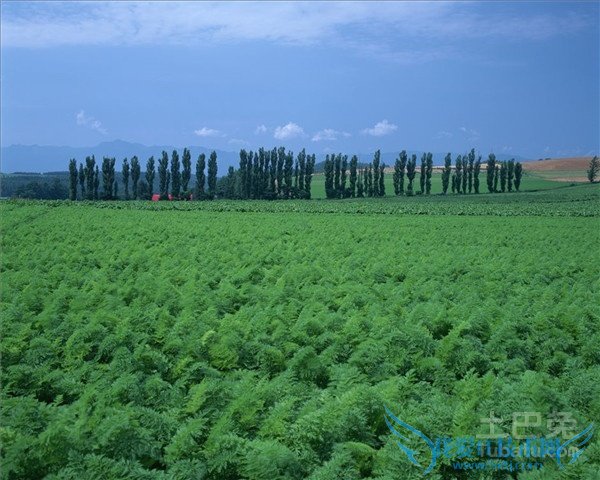 白杨种植 白杨种植