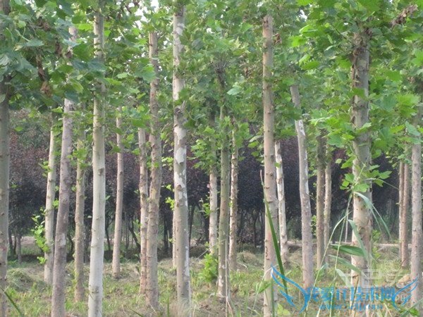白杨种植 白杨种植