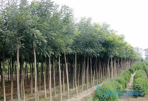 白杨种植 白杨种植