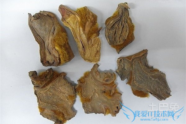 金毛狗脊的功效与作用