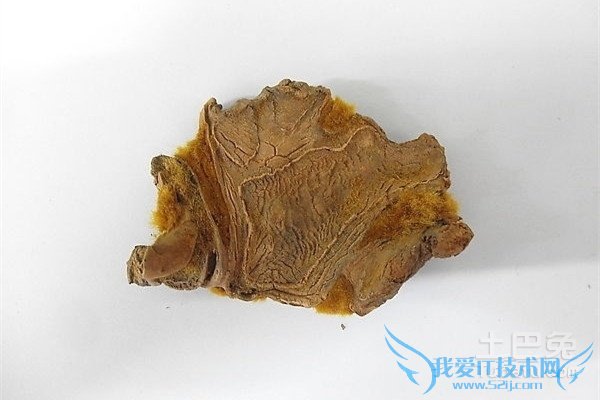 金毛狗脊的功效与作用