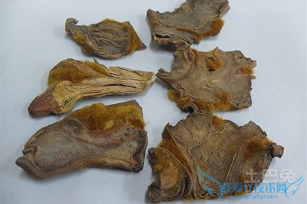 金毛狗脊的功效与作用