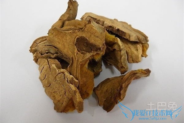 金毛狗脊的功效与作用