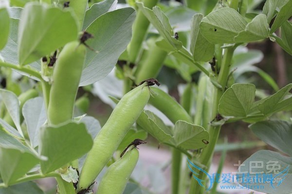 蚕豆种植技术