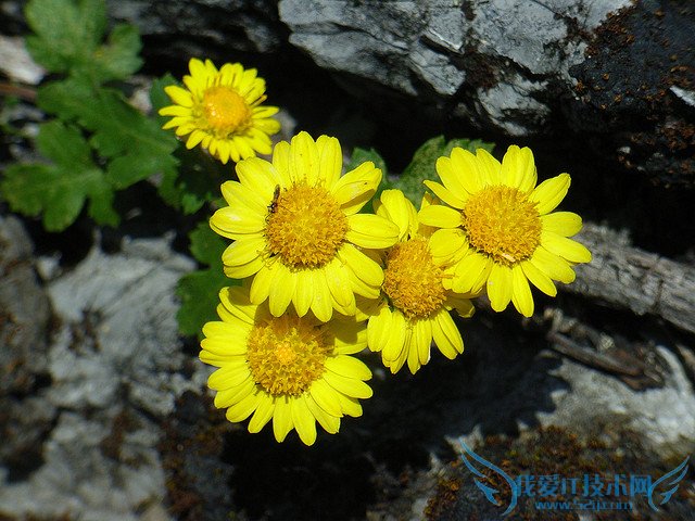 ƾջĹЧüʳ÷ ƾջʳý