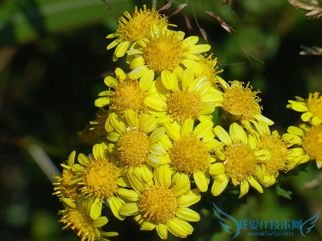 ƾջĹЧüʳ÷ ƾջʳý