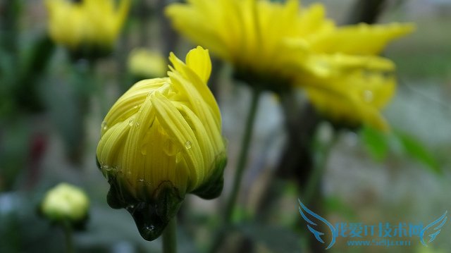 ƾջĹЧüʳ÷ ƾջʳý